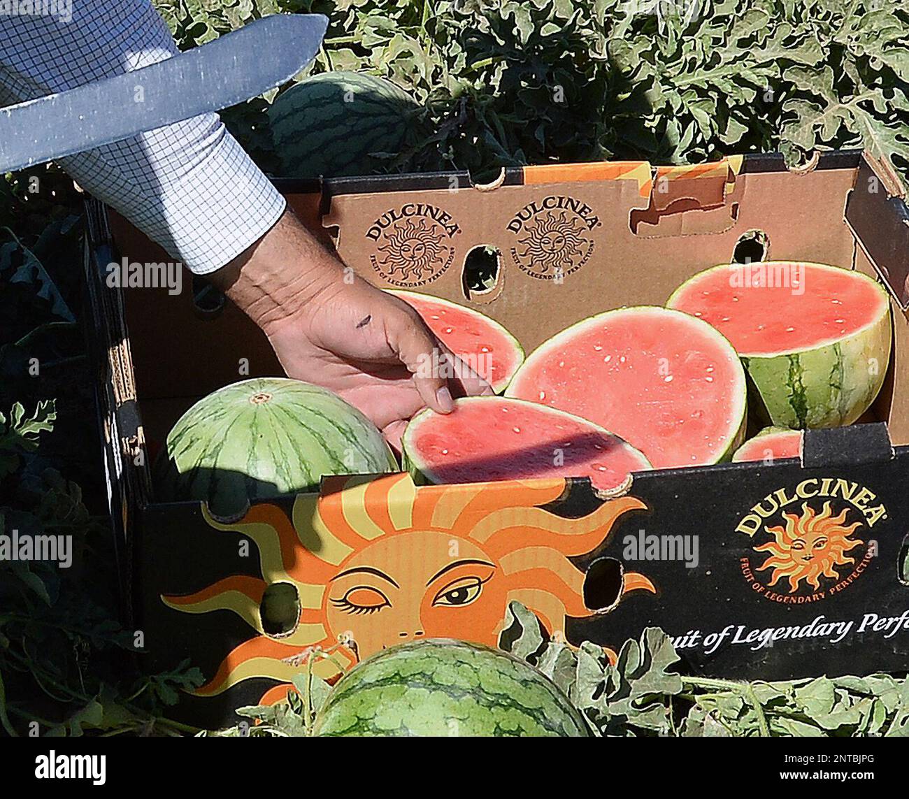 A worker loads a bin with melons cut and left behind in advance by a
