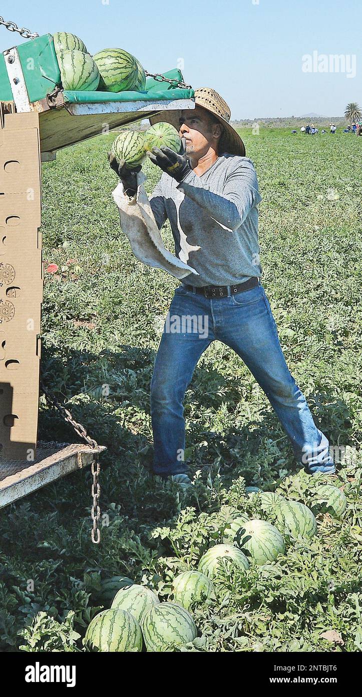 A worker loads a bin with melons cut and left behind in advance by a