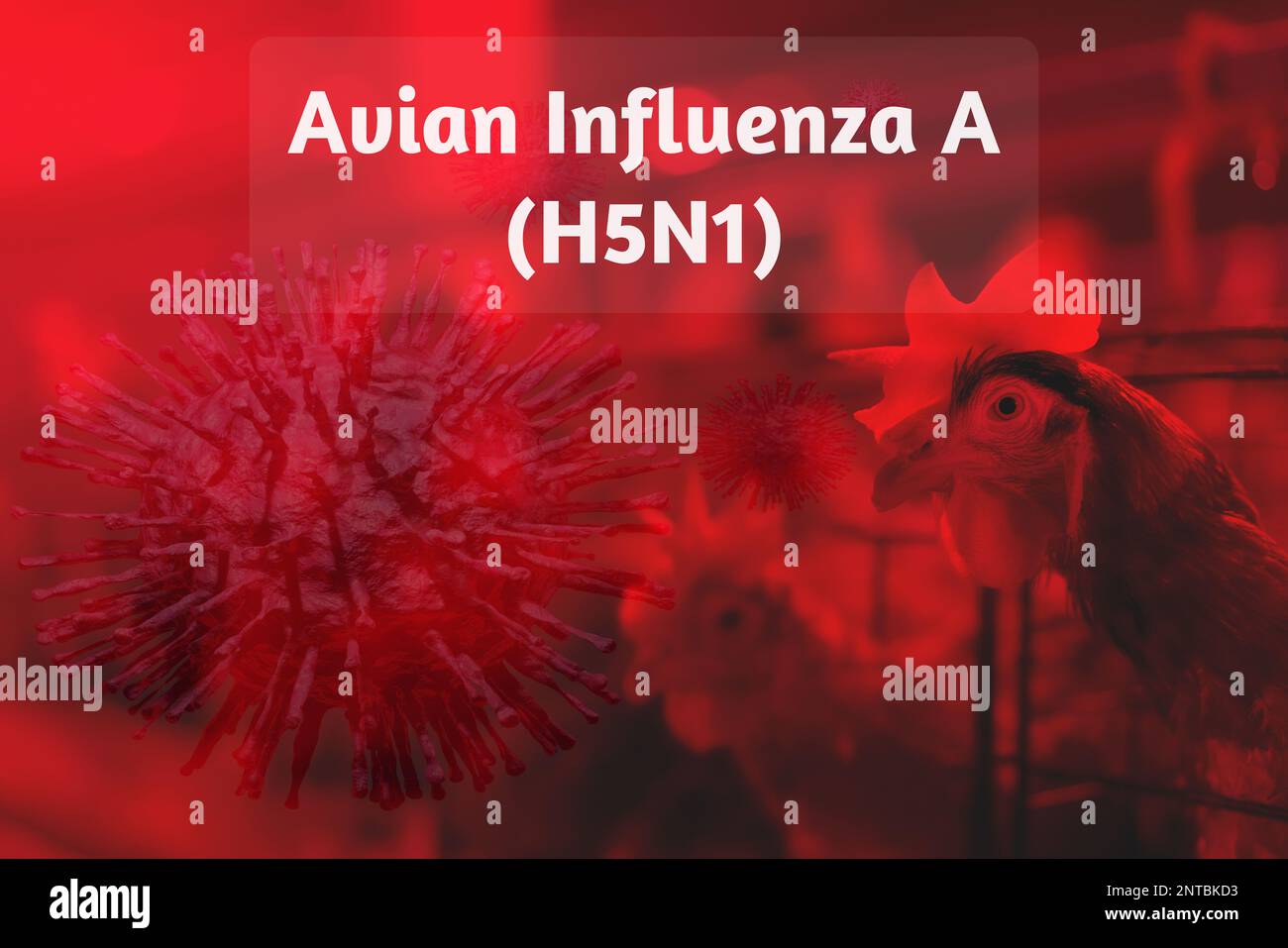 Avian Influenza A (H5N1) outbreak concept on chicken farm background. Avian influenza A virus subtype H5N1. Human infection with avian influenza A Stock Photo