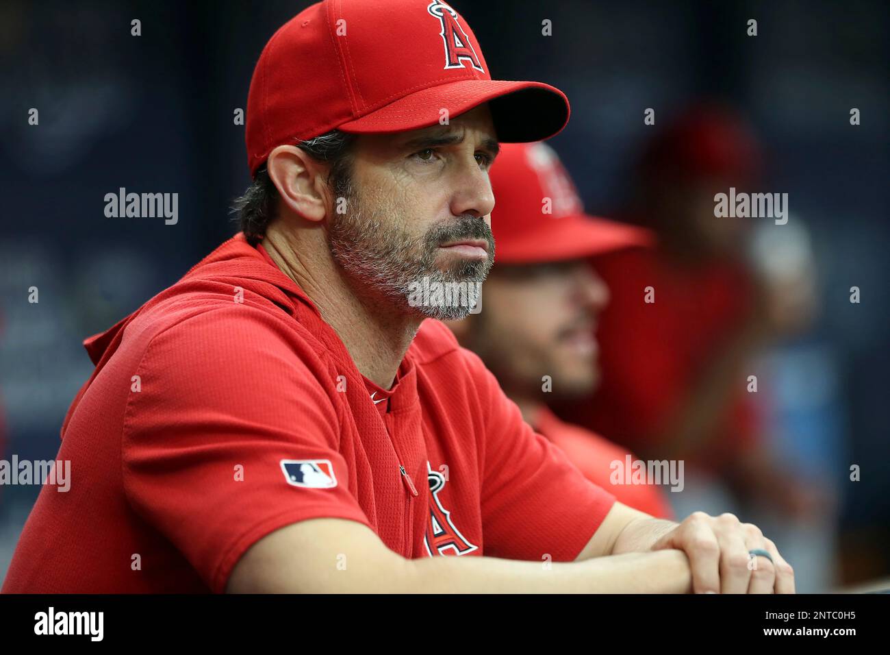ST. PETERSBURG, FL - JUN 15: Angels Manager Brad Ausmus watches the action  on the field during the MLB regular season game between the Los Angeles  Angels and the Tampa Bay Rays