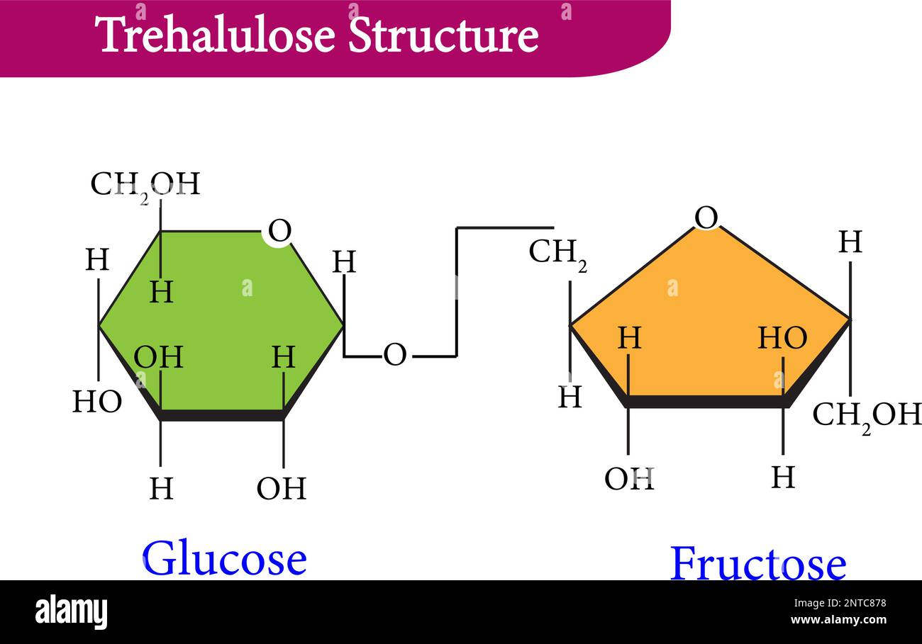 Trehalulose is an artificial sugar, a disaccharide composed of glucose and fructose joined by an alpha (1-1) glycosidic bond Stock Vector