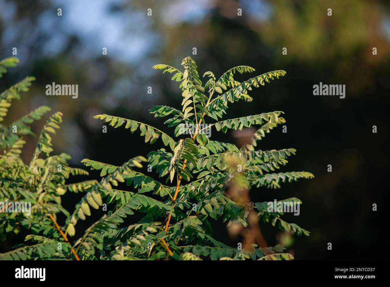 beautiful green color small tree photograph, green color small leaves, close up photo, wallpaper Stock Photo