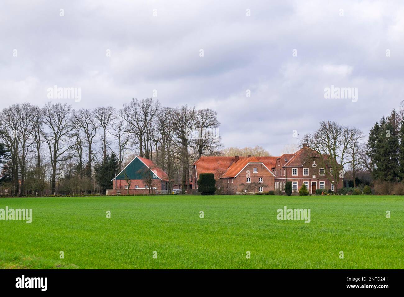 Old farm in Muensterland, in front of it field with winter grain, Ahaus