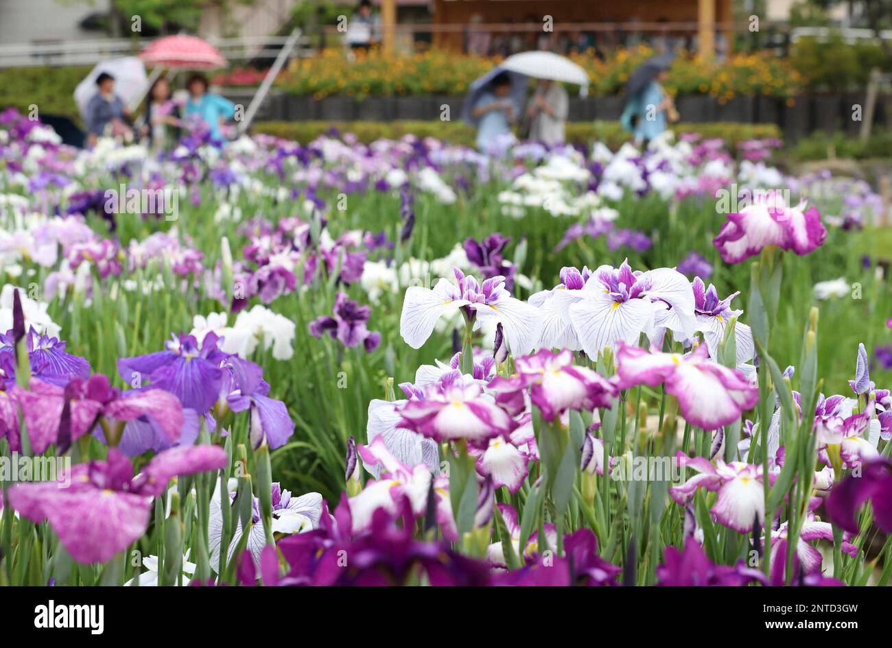 Approximately 6,000 irises bloom at Horikiri Shobuen in Katsushika Ward,  Tokyo on June 7, 2019, amid a rainfall. According to Japan Meteorogical  Agency, a rainy season is believed to be over Kanto