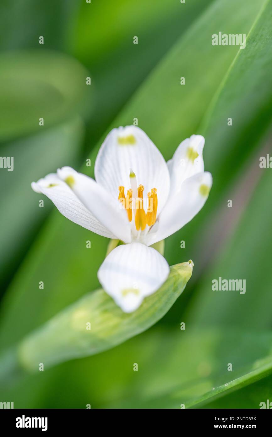 A delicate bloom of leucojum vernum in an early spring garden. Stock Photo