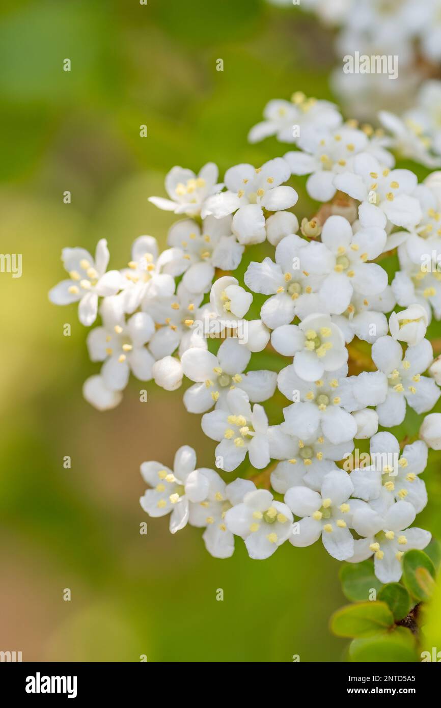 The tiny white flowers of Walter's viburnum in a Texas garden. Stock Photo
