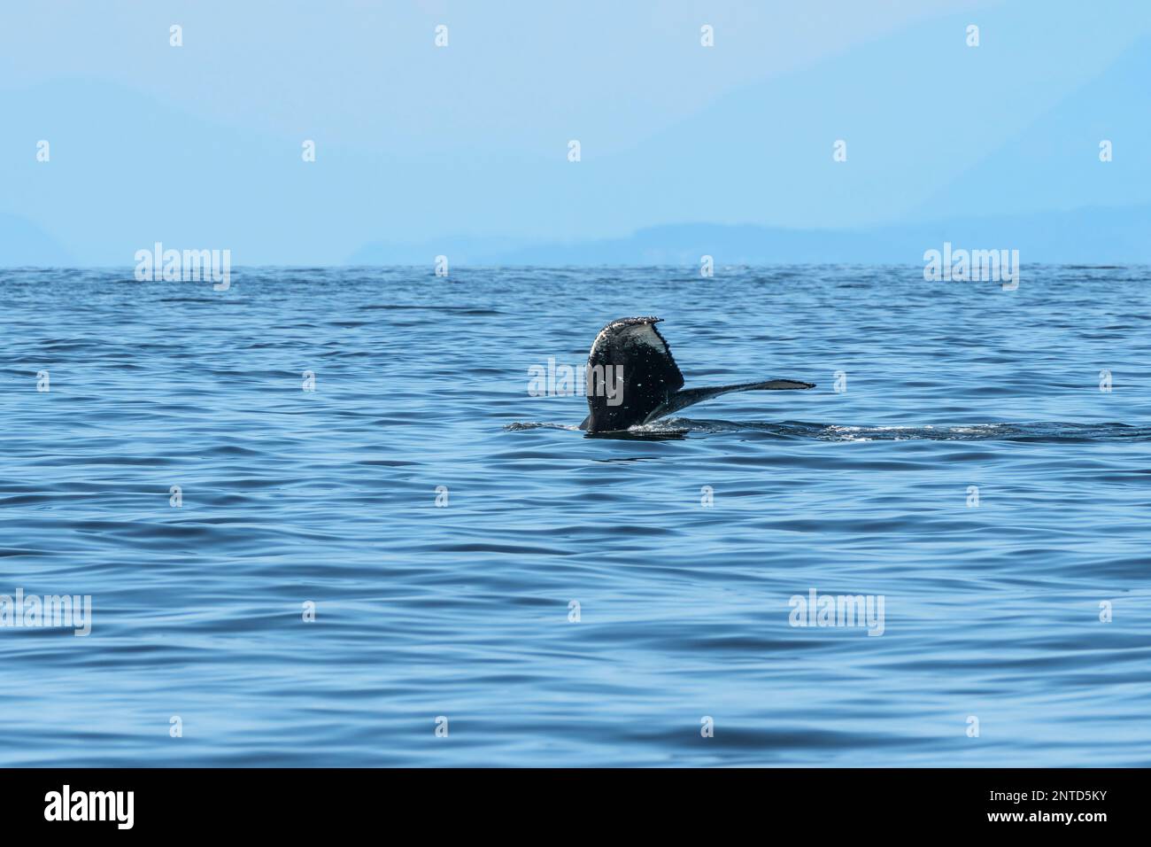 Humpback whale, Megaptera novaeangliae,Salish Sea, British Columbia, Canada Stock Photo