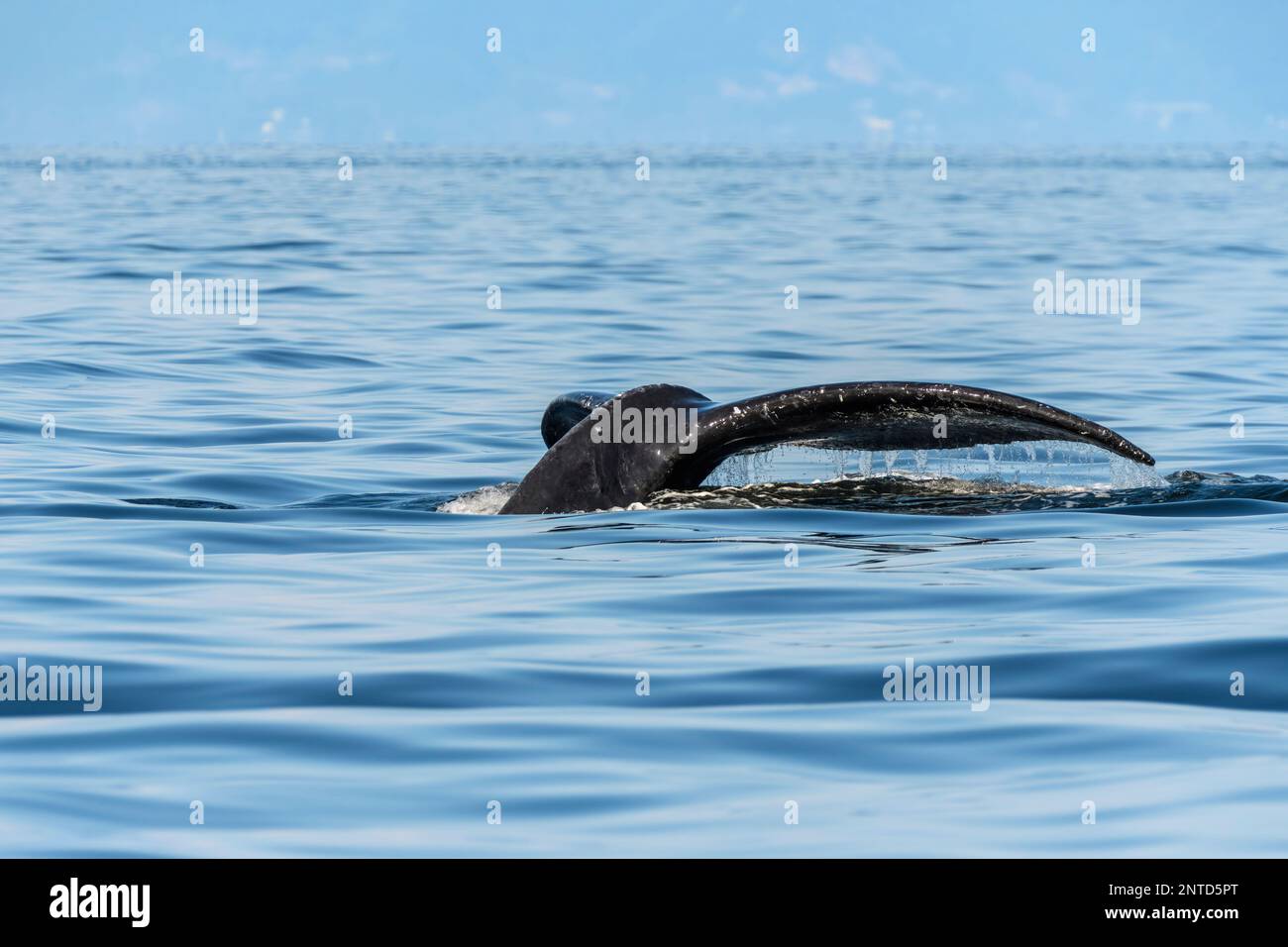 Humpback whale, Megaptera novaeangliae,Salish Sea, British Columbia, Canada Stock Photo