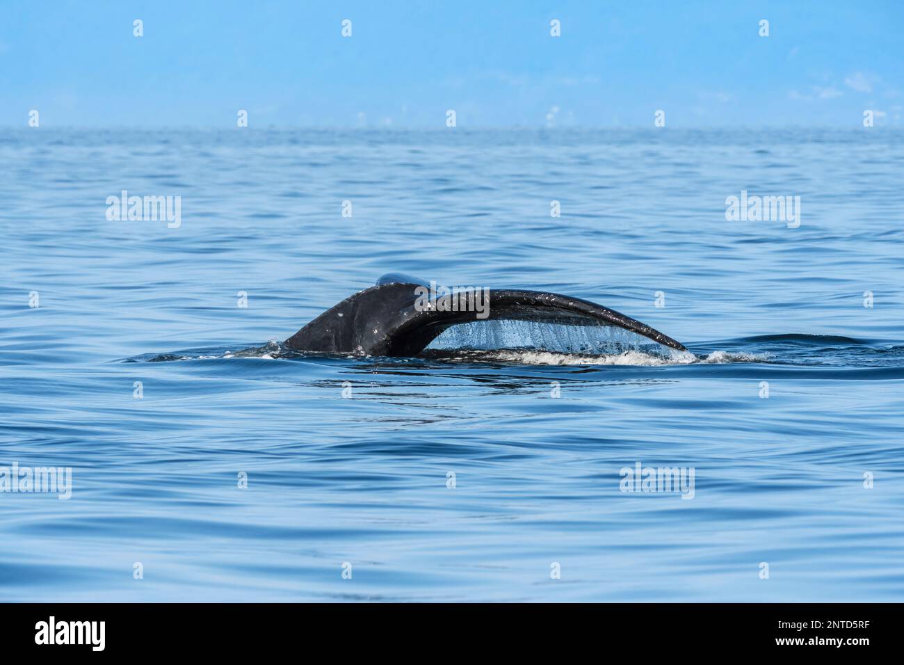 Humpback whale, Megaptera novaeangliae,Salish Sea, British Columbia, Canada Stock Photo