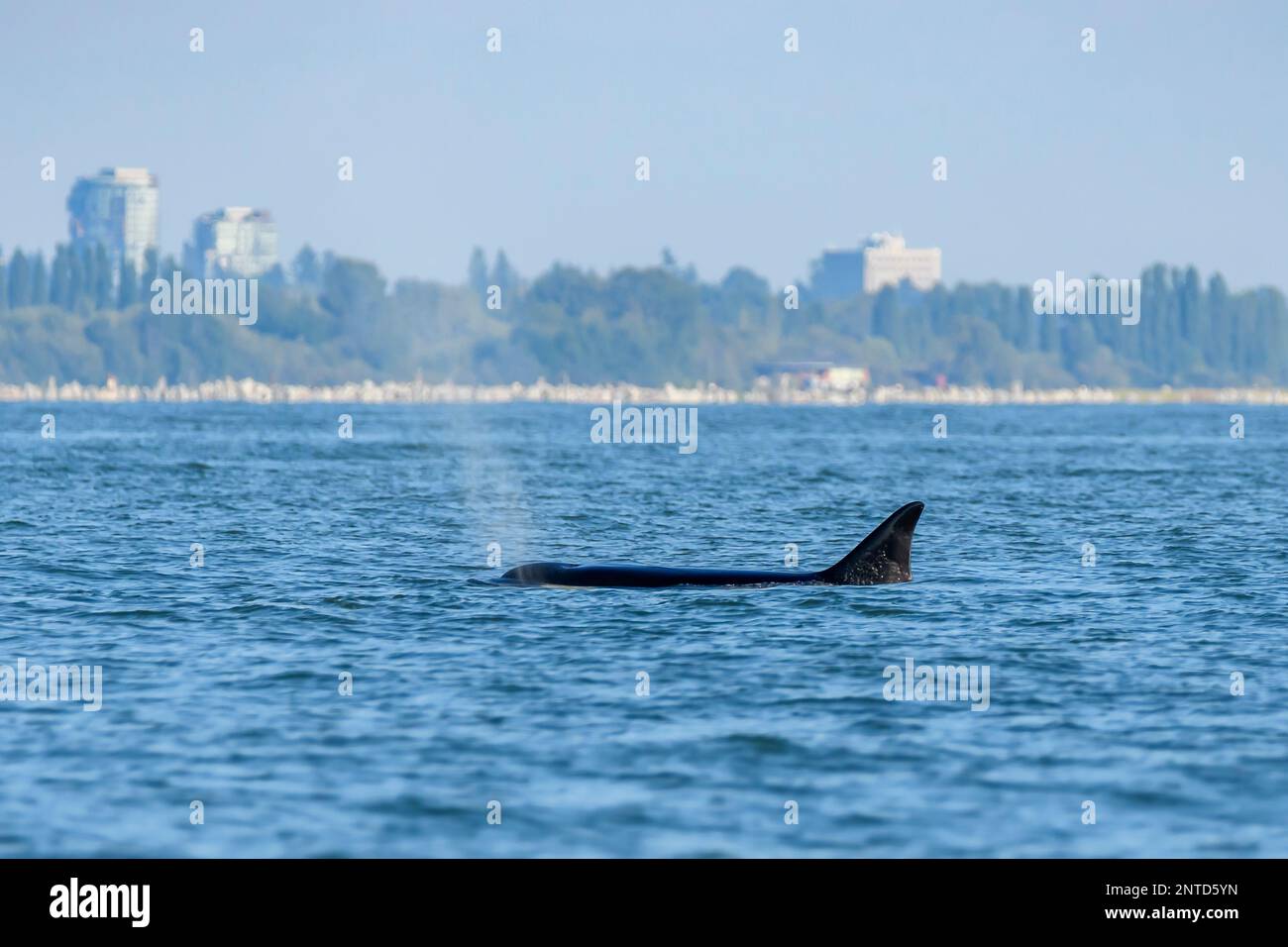 Bigg's killer whales, Orcinus orca, Salish Sea, Vancouver, British Columbia, Canada, Pacific Stock Photo