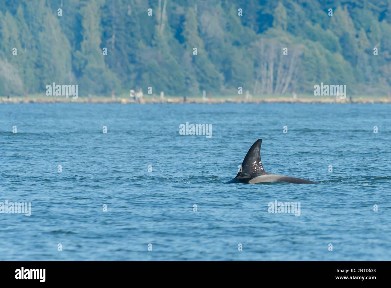 Bigg's killer whales, Orcinus orca, Salish Sea, Vancouver, British Columbia, Canada, Pacific Stock Photo