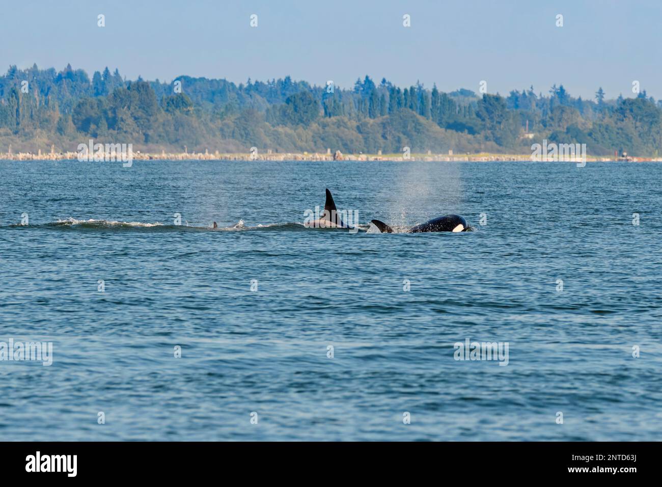 Bigg's killer whales, Orcinus orca, Salish Sea, Vancouver, British Columbia, Canada, Pacific Stock Photo