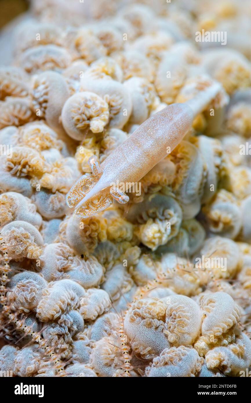 Xenia soft coral shrimp, Alcyonohippolyte commensalis, Tulamben, Bali, Indonesia, Pacific Stock Photo