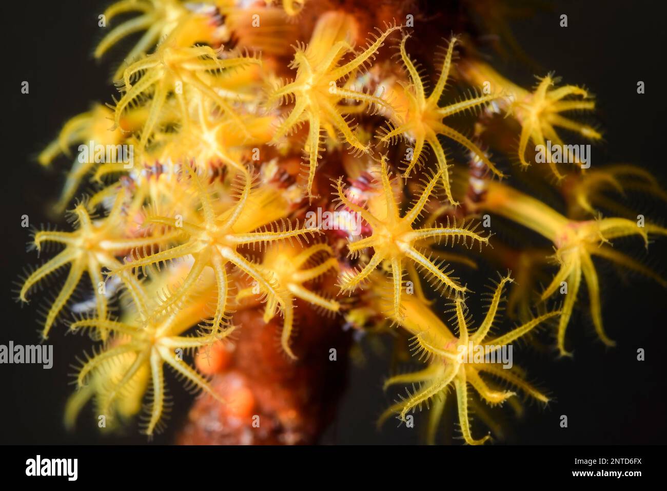 Soft coral polyps, Plexauridae sp., Tulamben, Bali, Indonesia, Pacific Stock Photo