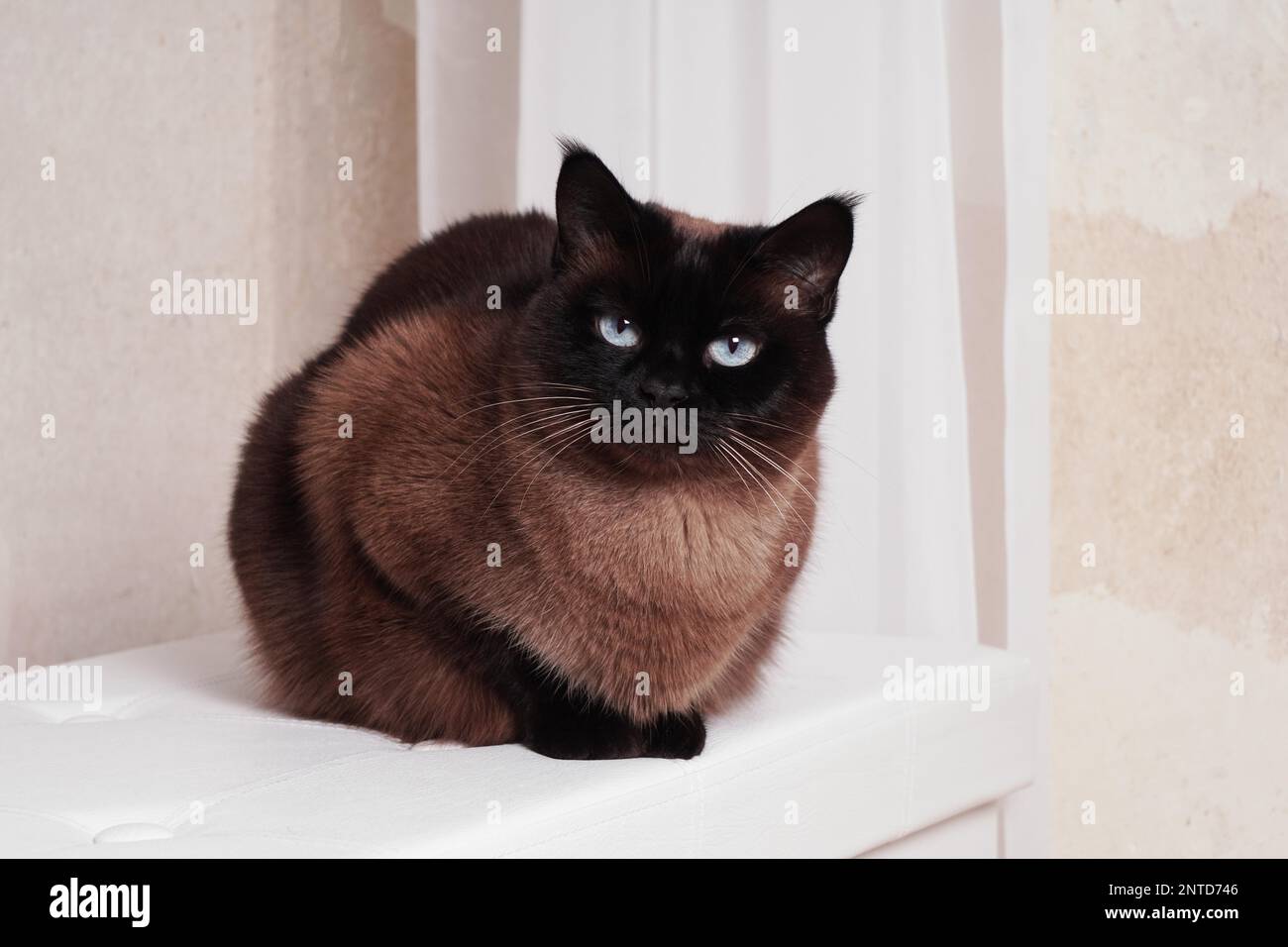 purebred siamese or thai cat relaxing indoors Stock Photo Alamy