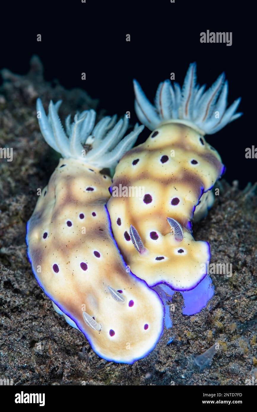 Sea slugs or Nudibranchs, Hypselodoris tryoni, Tulamben, Bali, Indonesia, Pacific Stock Photo