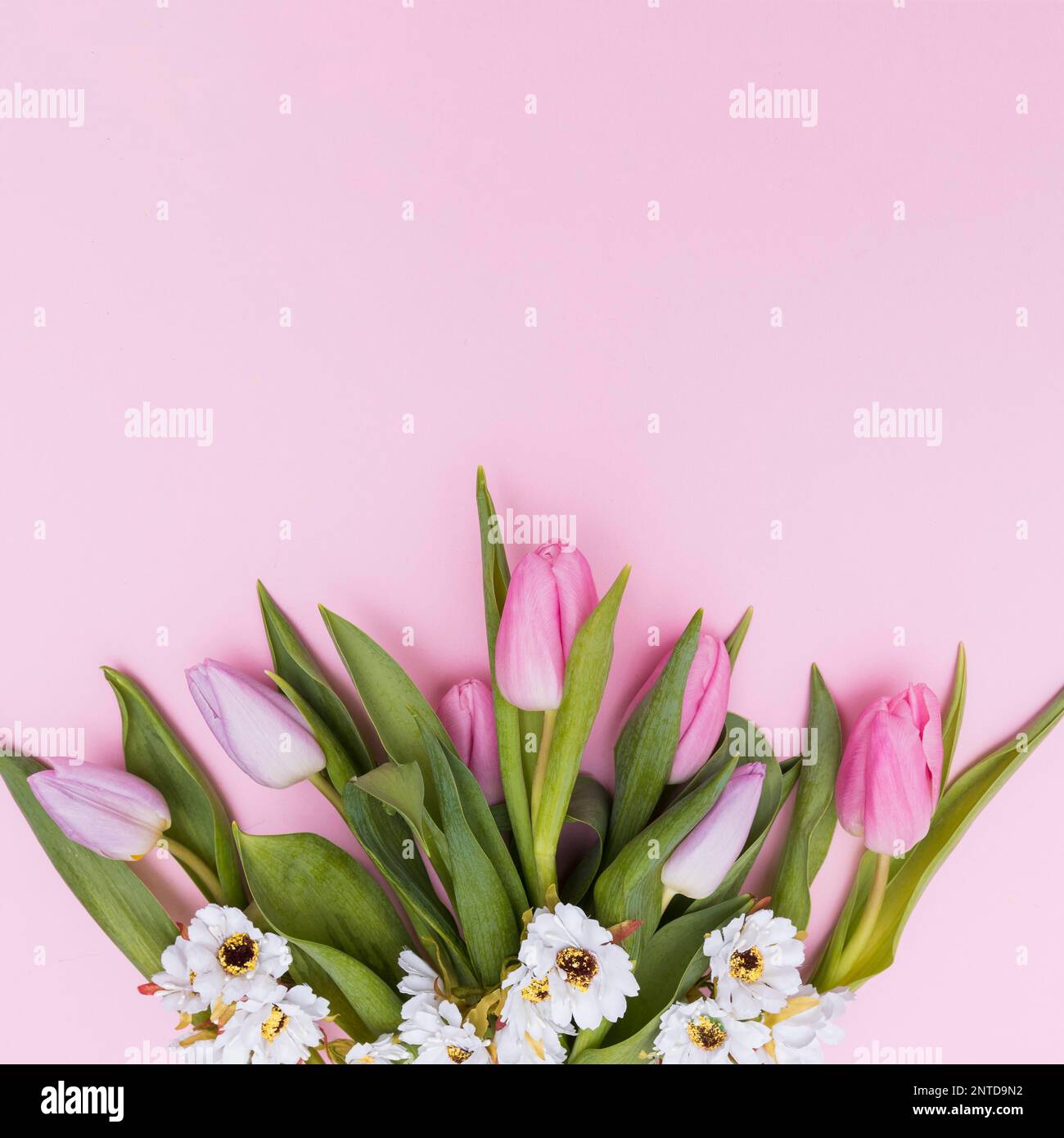 Pink colored flowers hi-res stock photography and images - Alamy
