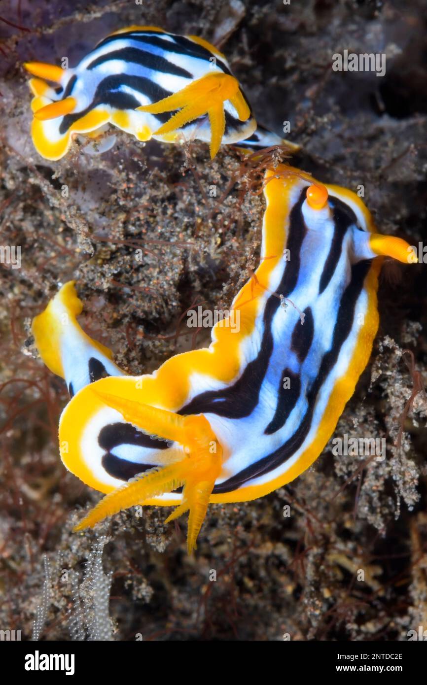 sea slug or nudibranch, Chromodoris strigata, Tulamben, Bali, Indonesia, Pacific Stock Photo