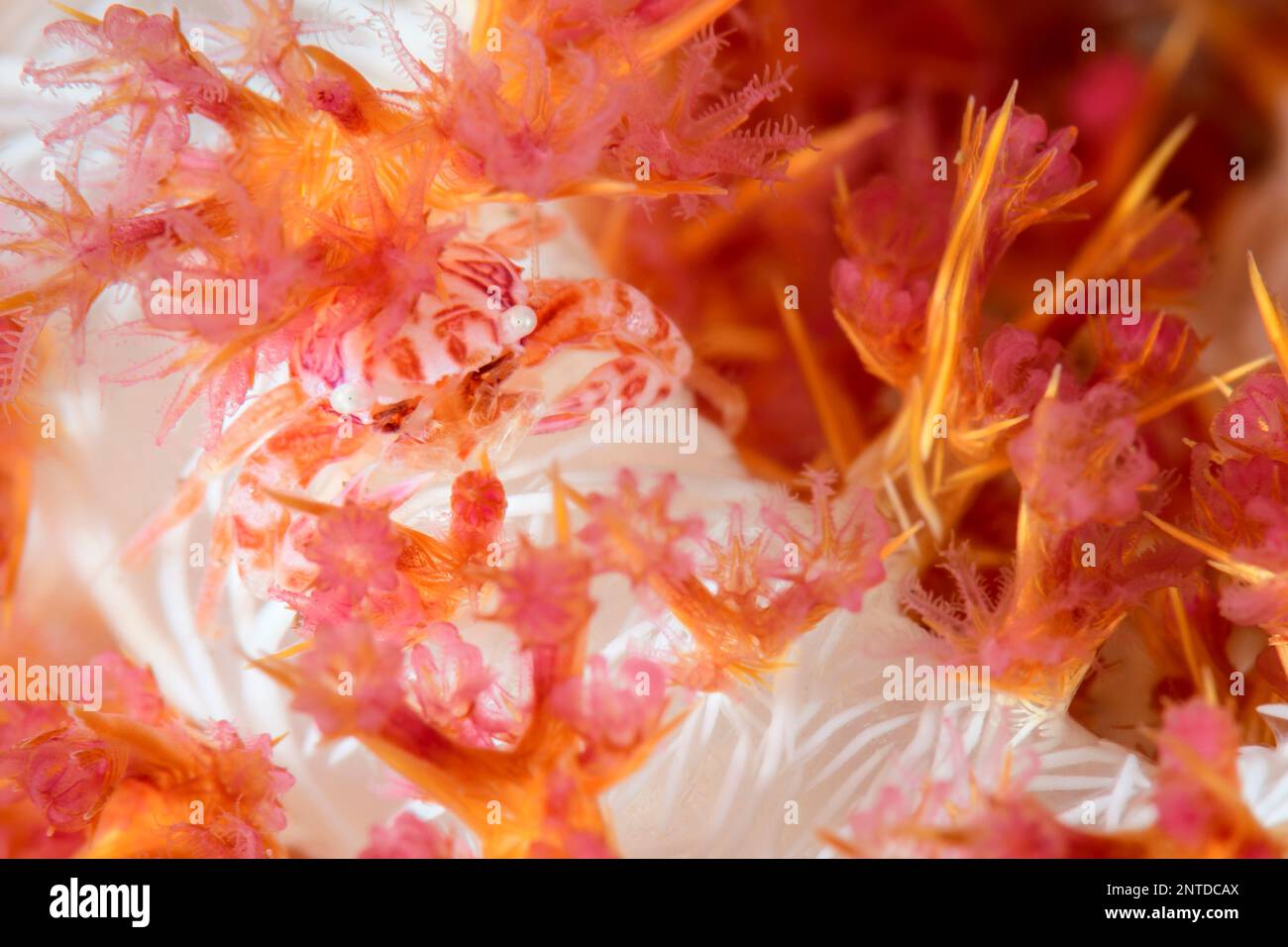 Soft coral porcelain crab, Lissoporcellana nakasonei , Tulamben, Bali, Indonesia, Pacific Stock Photo