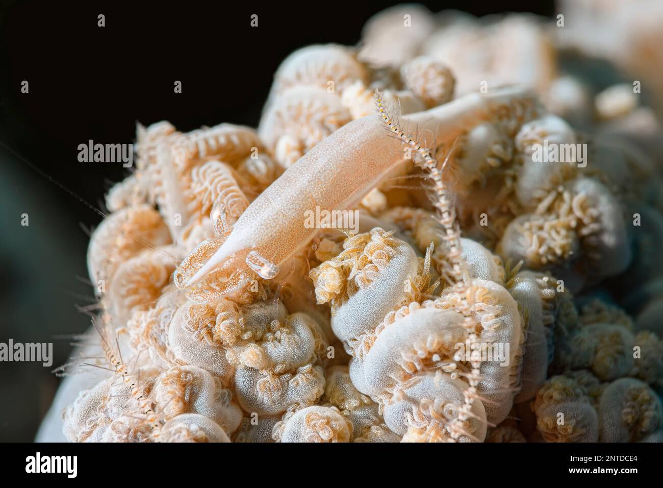 Xenia soft coral shrimp, Alcyonohippolyte commensalis, Tulamben, Bali, Indonesia, Pacific Stock Photo