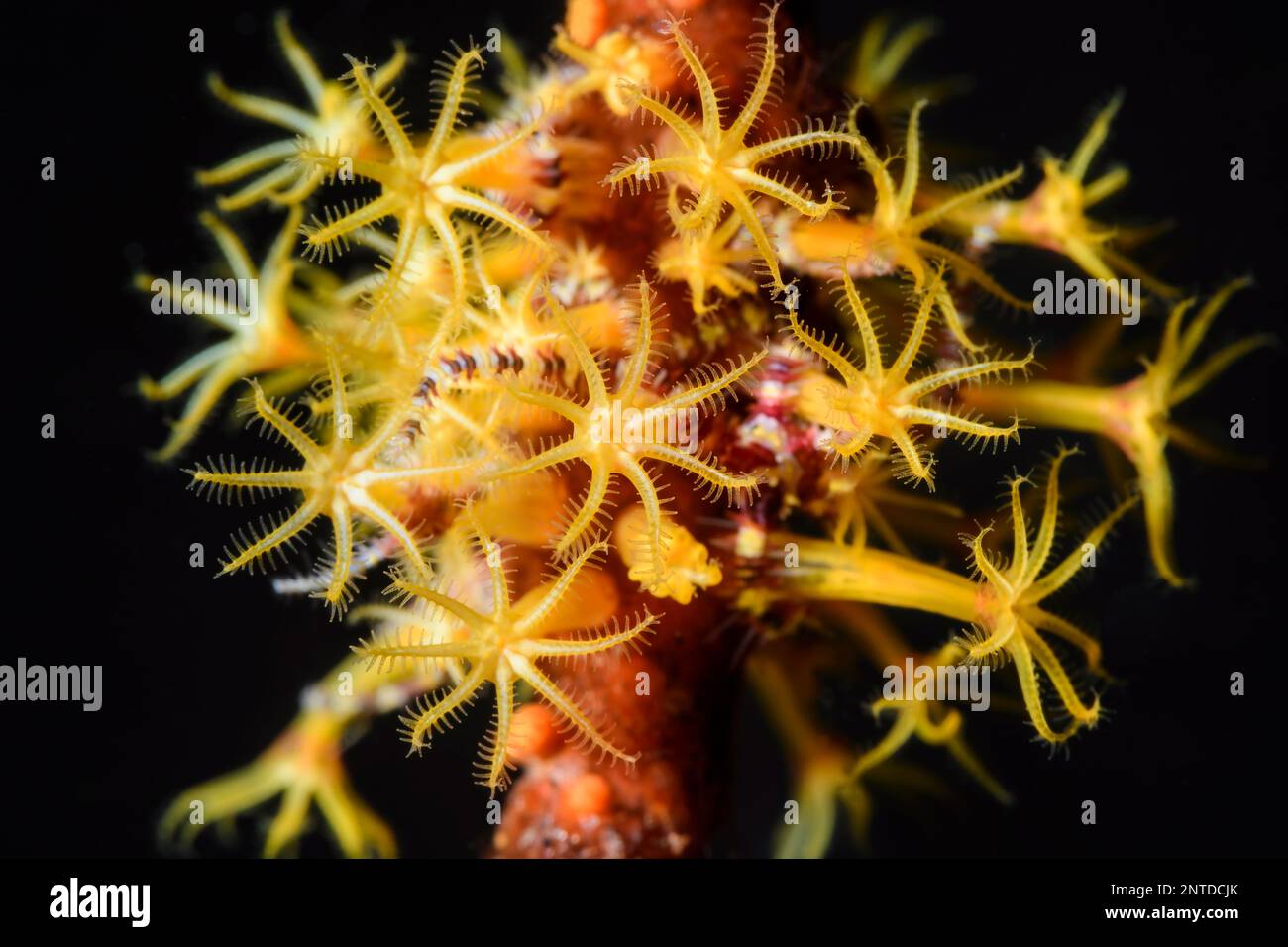 Soft coral polyps, Plexauridae sp., Tulamben, Bali, Indonesia, Pacific Stock Photo