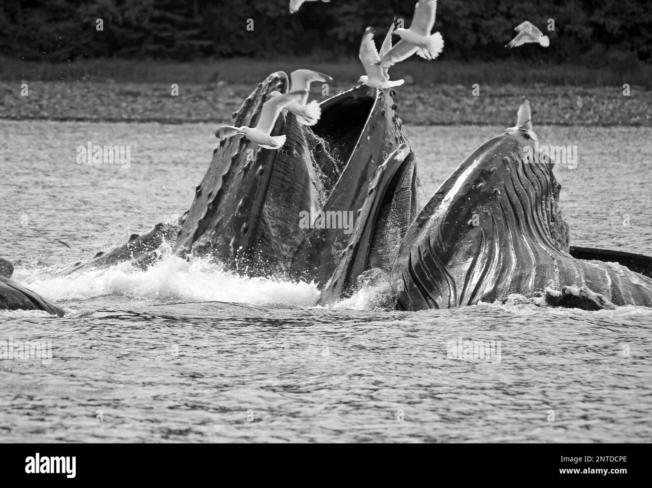 Humpback whales with mouths wide open, seagulls, bubble feeding, Juneau