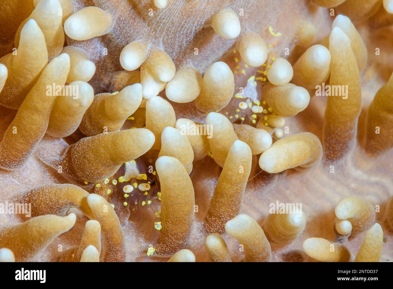 Corallimorph shrimp, Pliopontonia furtiva, Tulamben, Bali, Indonesia, Pacific Stock Photo