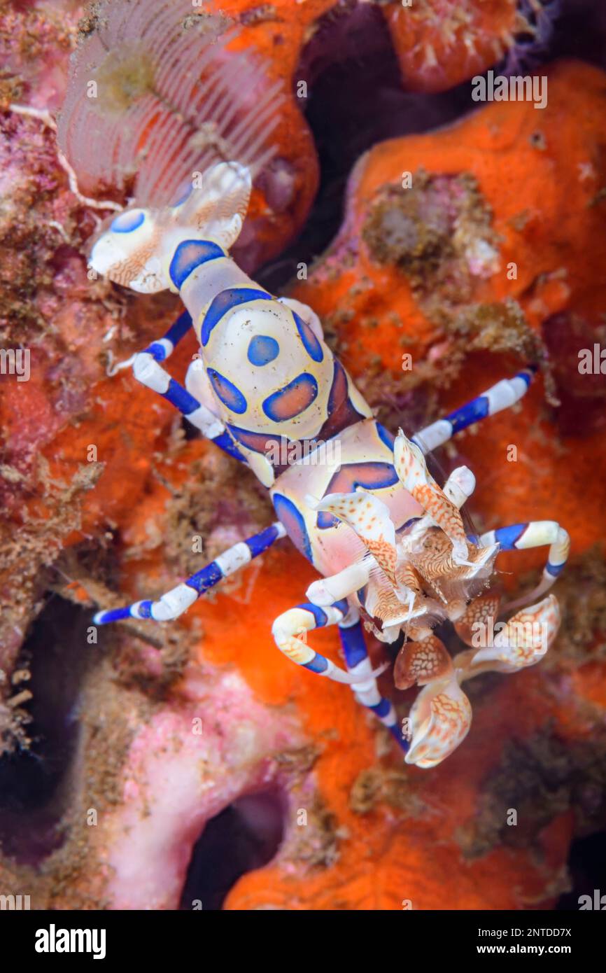 Harlequin shrimp, Hymenocera picta, Tulamben, Bali, Indonesia, Pacific Stock Photo