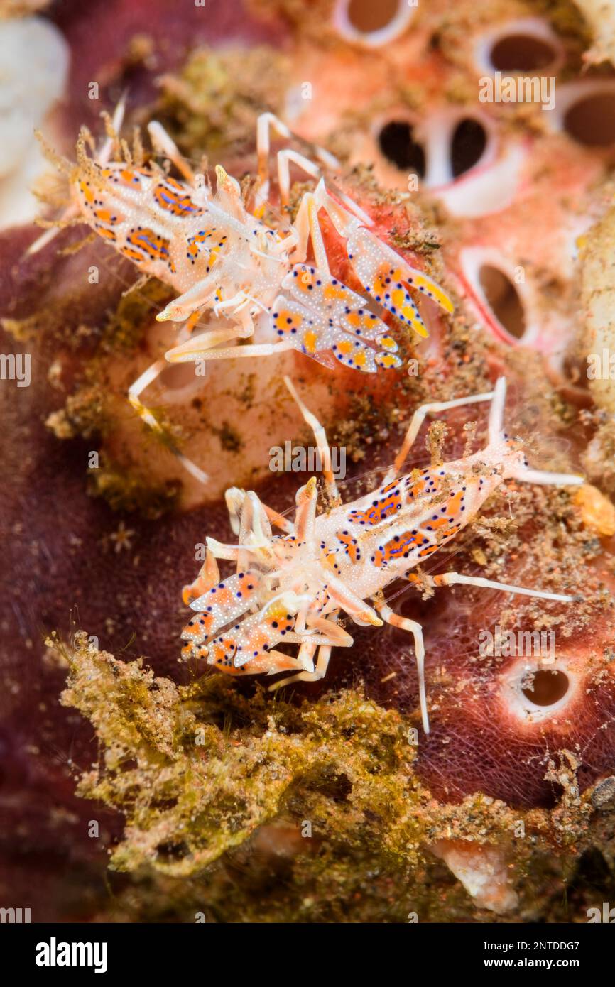 Spiny tiger shrimp,  Phyllognathia ceratophthalmus, Tulamben, Bali, Indonesia Stock Photo