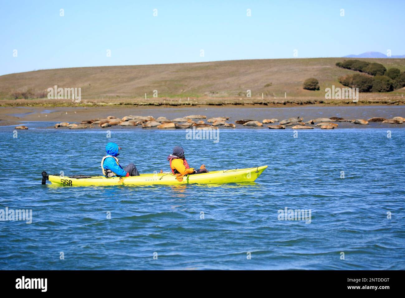 Elkhorn Slough, Monterey, Kayak trip, Boat trip, Elkhorn Slough, Monterey, California, North America, USA Stock Photo