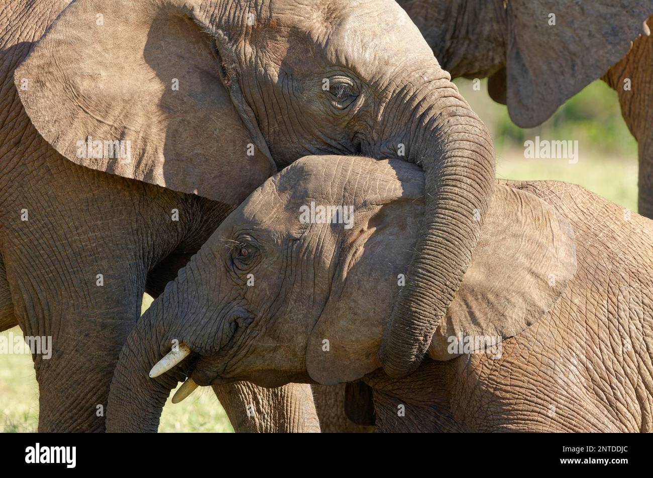 African bush elephants (Loxodonta africana), two young elephants playing, Addo Elephant National Park, Eastern Cape, South Africa, Africa Stock Photo