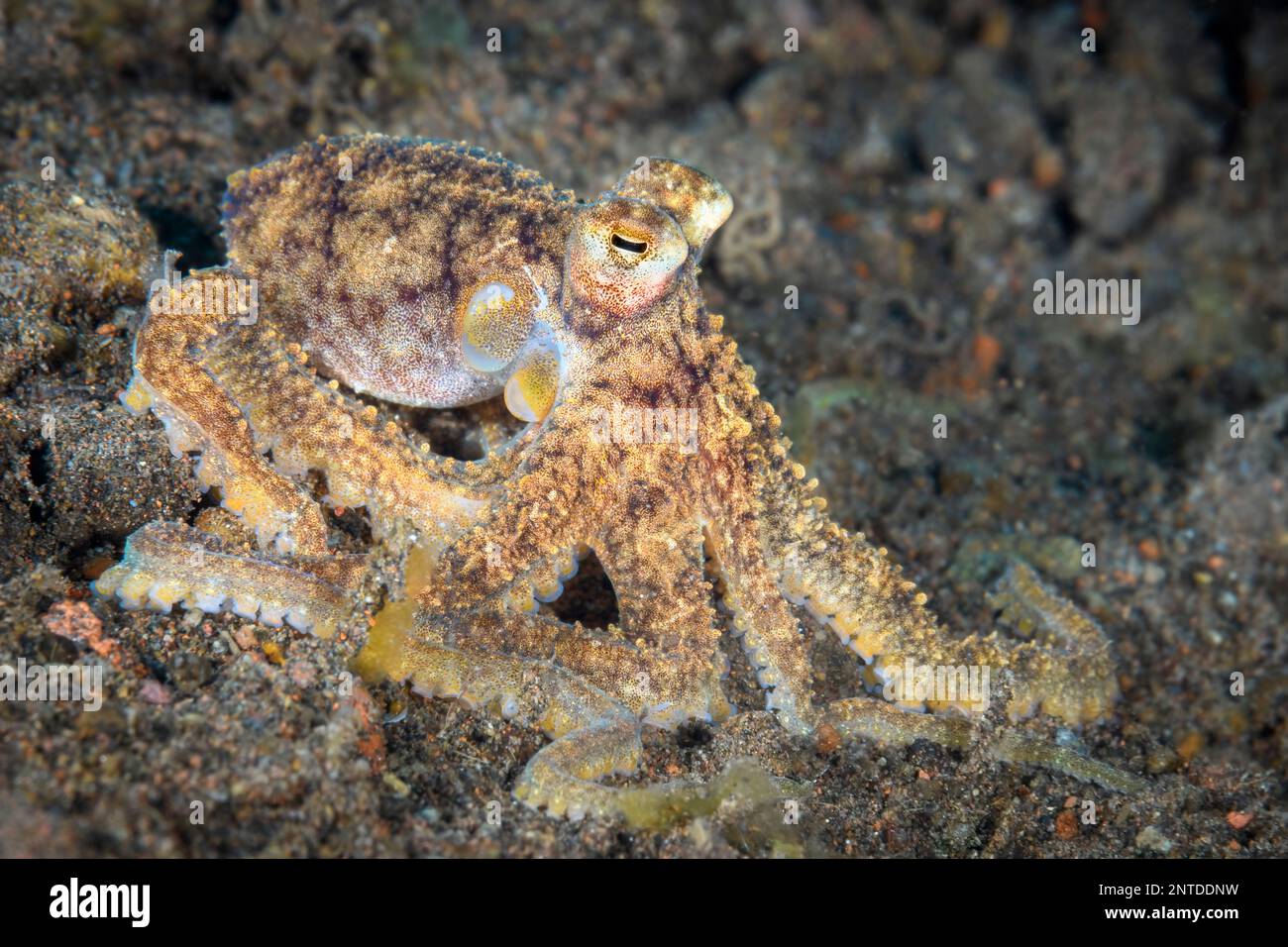 Longarm octopus, Abdopus sp., Tulamben, Bali, Indonesia, Pacific Stock Photo