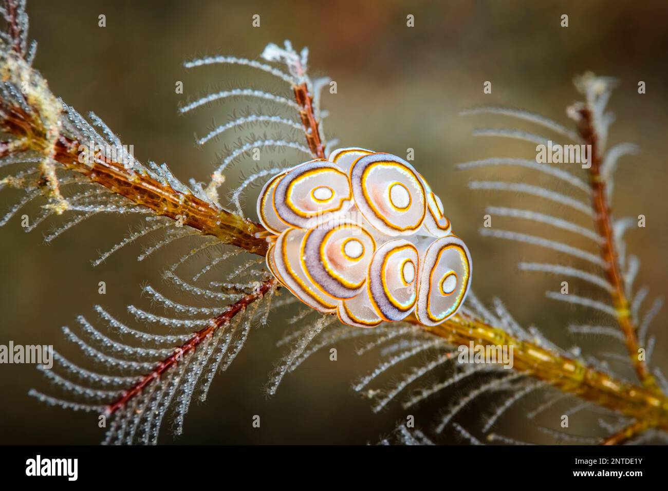 sea slug or nudibranch, Doto greenamyeri, Tulamben, Bali, Indonesia, Pacific Stock Photo