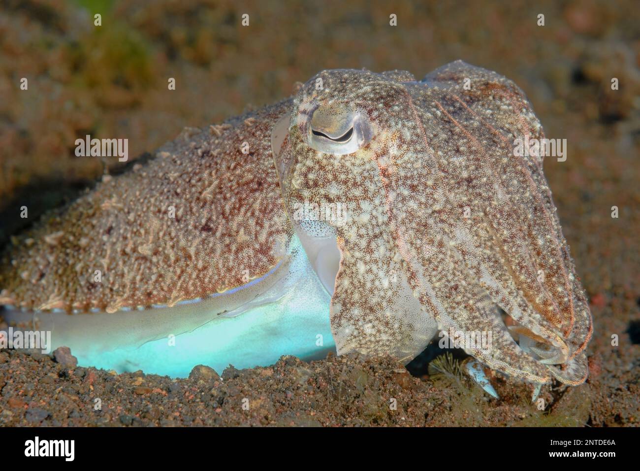 Broadclub cuttlefish, Sepia latimanus, feeding on a crab, Tulamben, Bali, Indonesia, Pacific Stock Photo