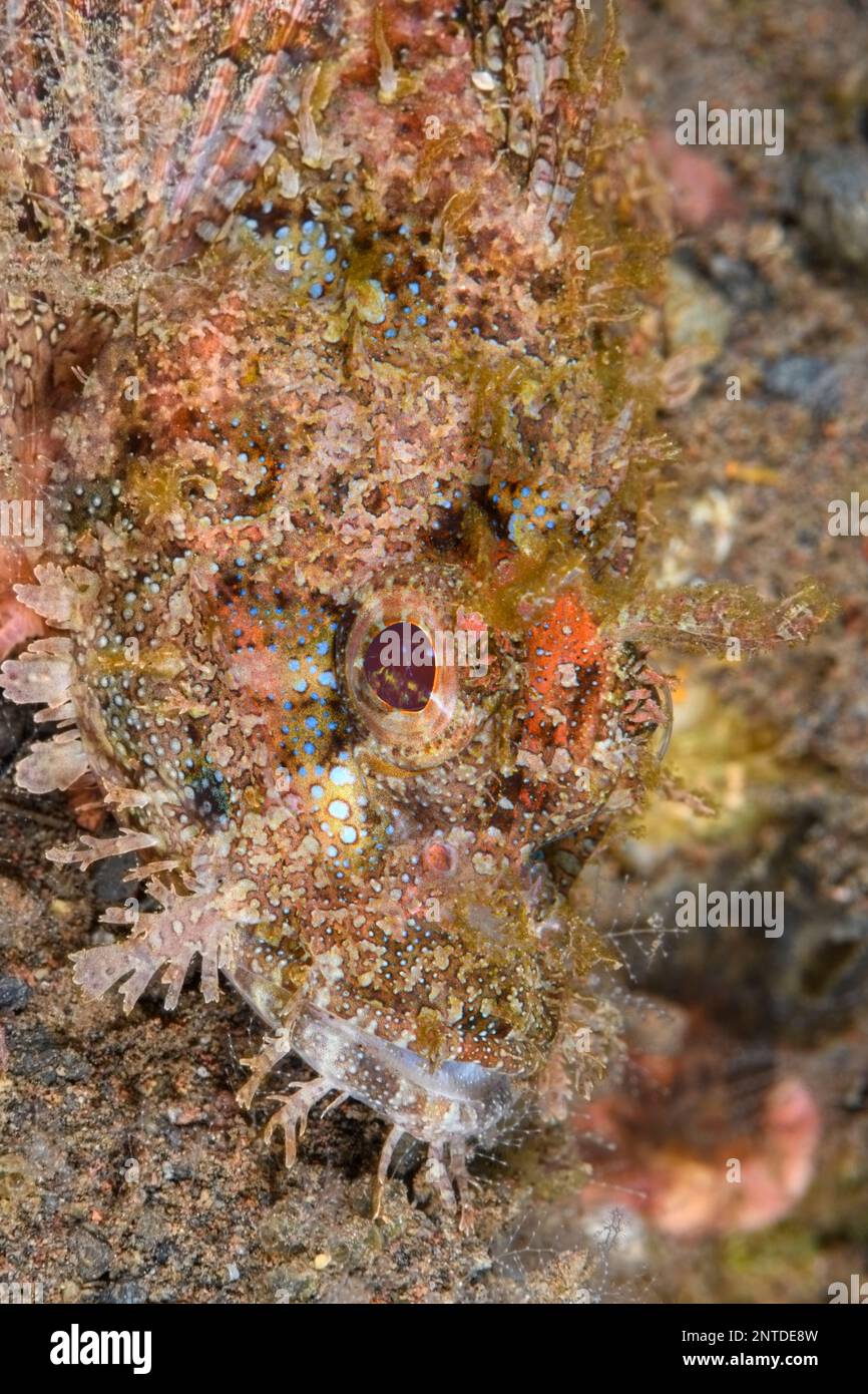 Papuan Scorpionfish, Scorpaenopsis papuensis, Tulamben, Bali, Indonesia, Pacific Stock Photo