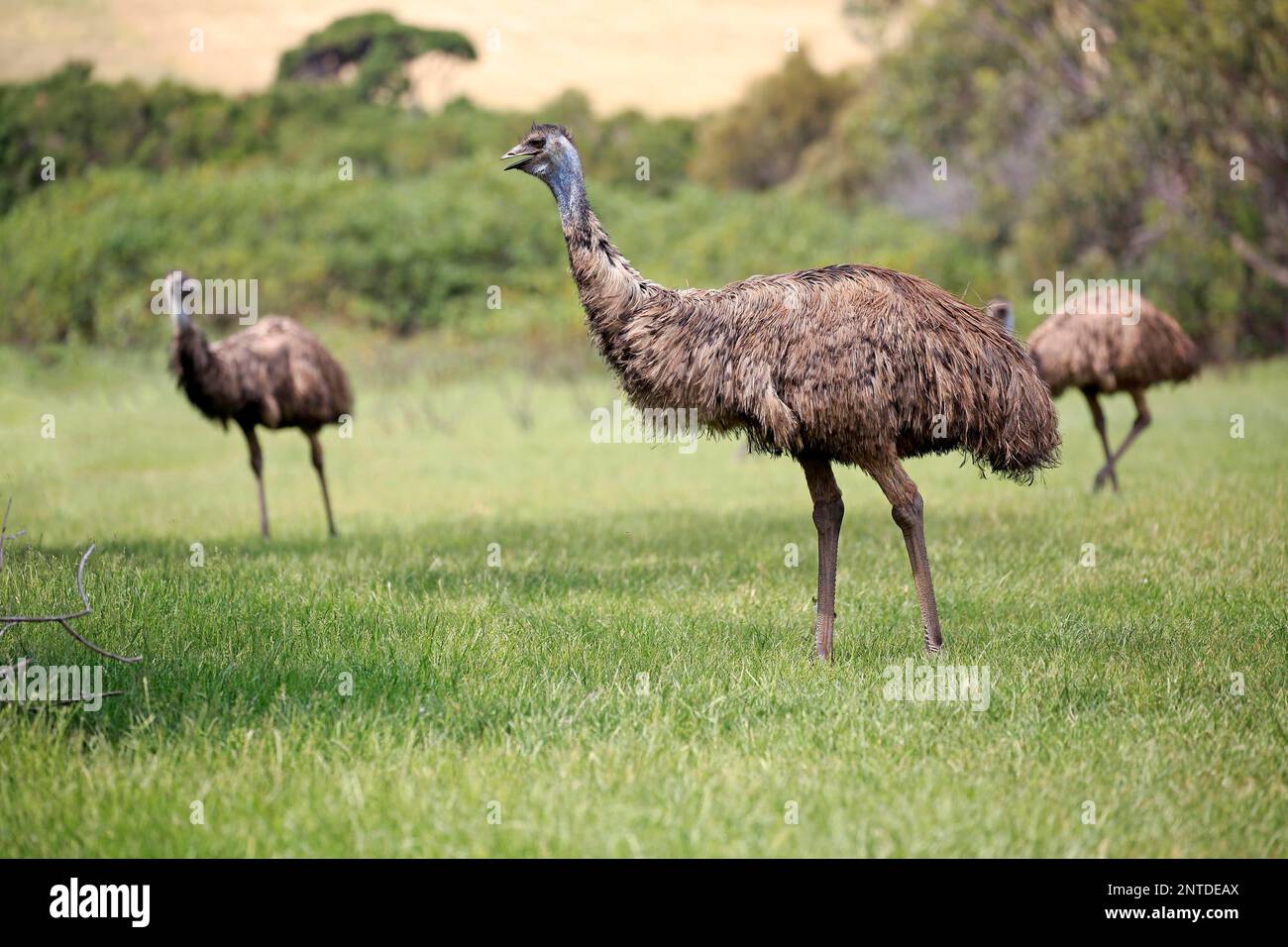 Emu (Dromaius novaehollandiae), adult searching for food, Phillip Island, Gippsland, Victoria, Australia Stock Photo