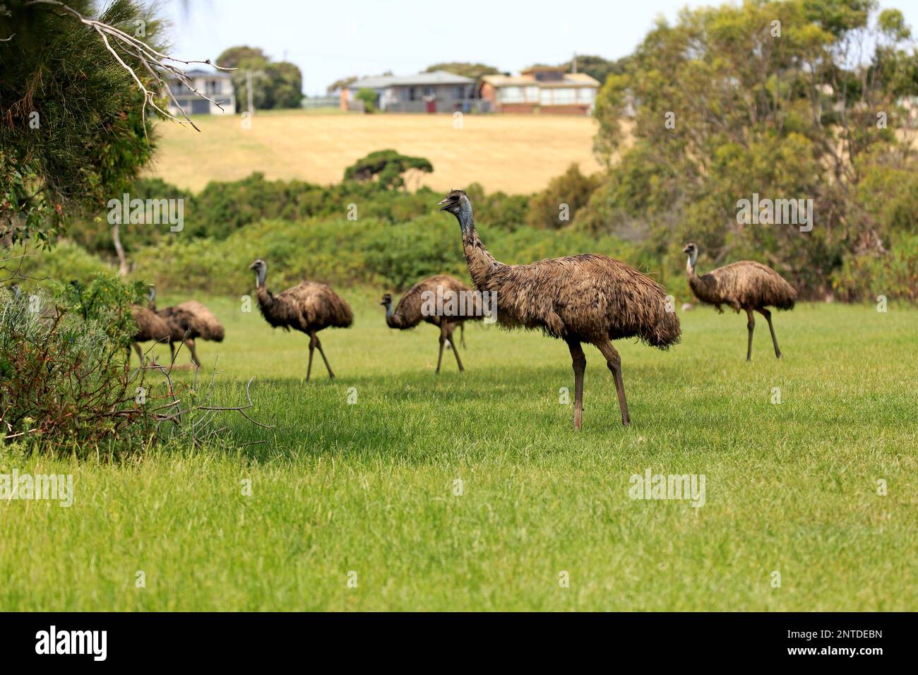 Emu (Dromaius novaehollandiae), group of adults searching for food, Phillip Island, Gippsland, Victoria, Australia Stock Photo
