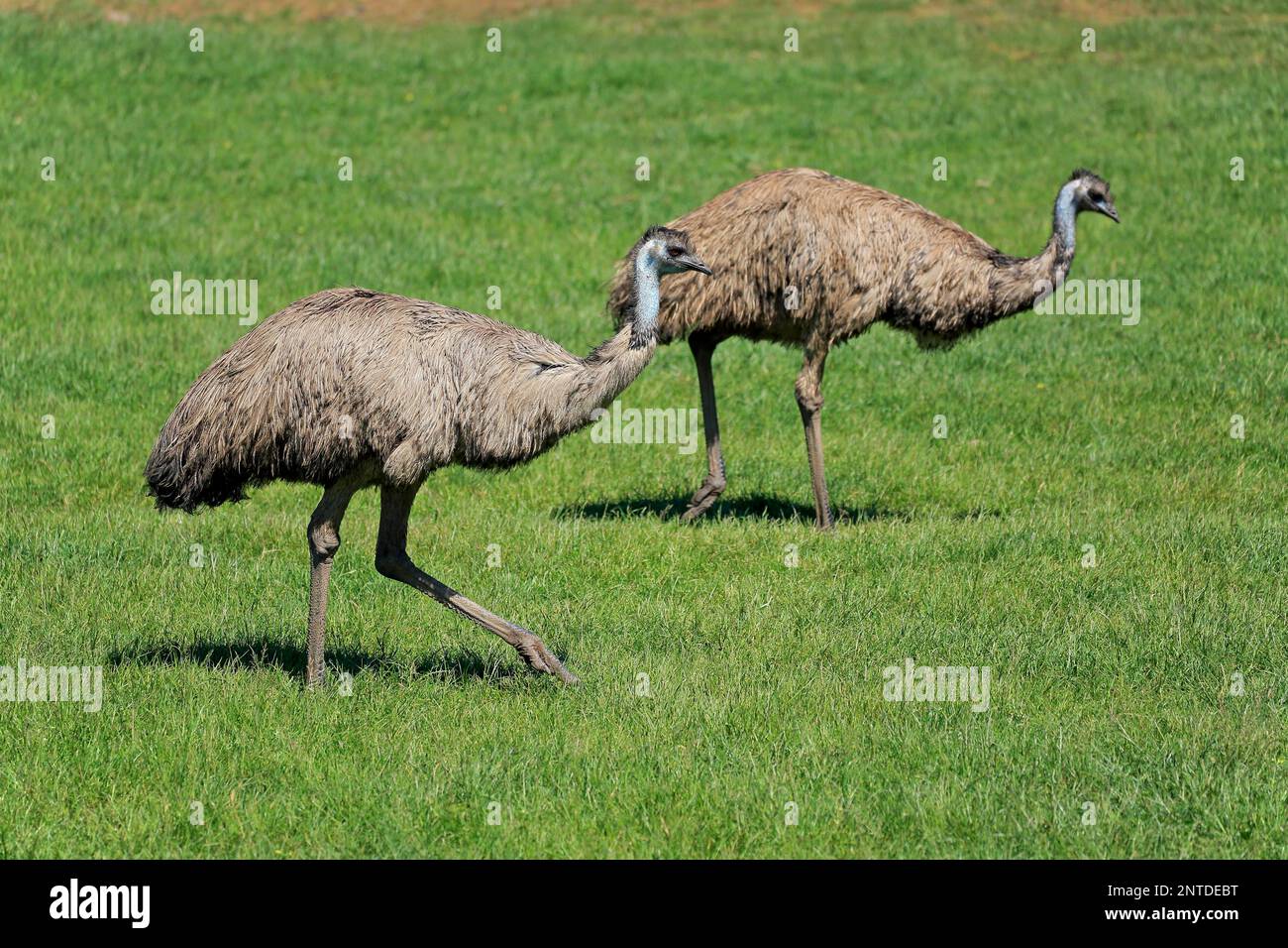 Emu (Dromaius novaehollandiae), adult couple searching for food, Phillip Island, Gippsland, Victoria, Australia Stock Photo