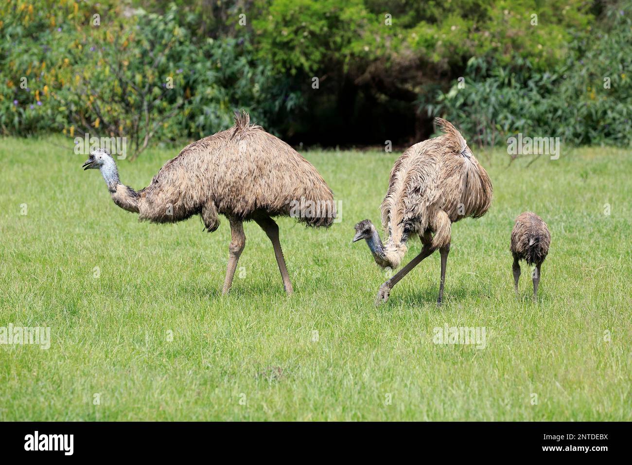 Emu (Dromaius novaehollandiae), adult couple with young searching for food, Phillip Island, Gippsland, Victoria, Australia Stock Photo