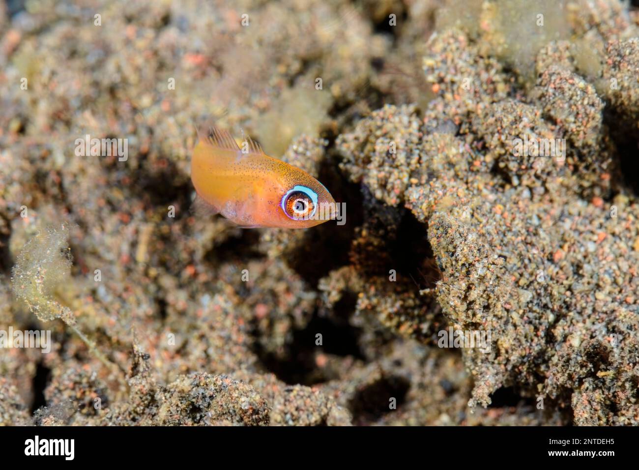 juvenile Flasher Wrasse, Paracheilinus sp., Tulamben, Bali, Indonesia, Pacific Stock Photo