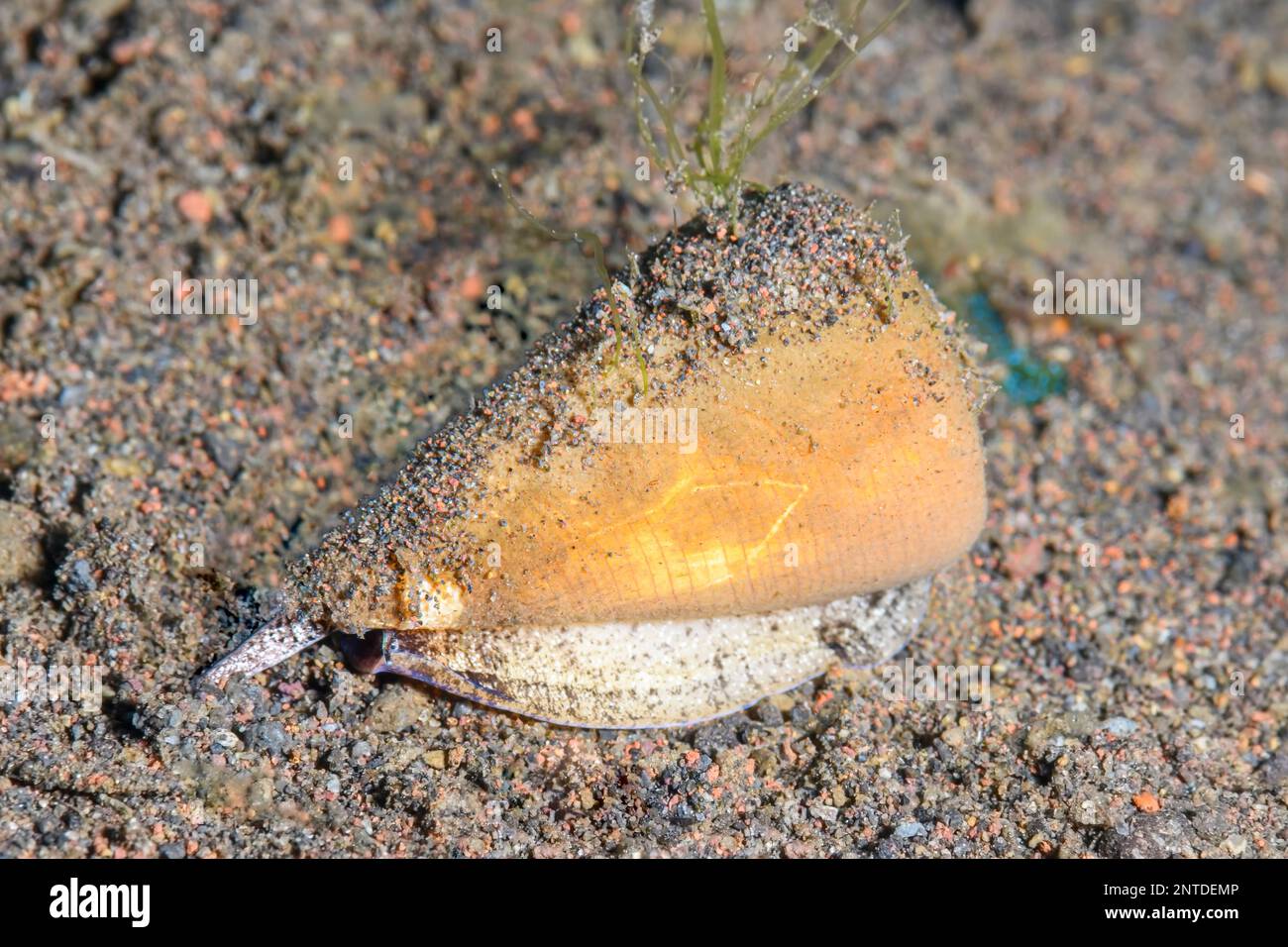 Singed cone snail, Conus consor, Tulamben, Bali, Indonesia, Pacific Stock Photo