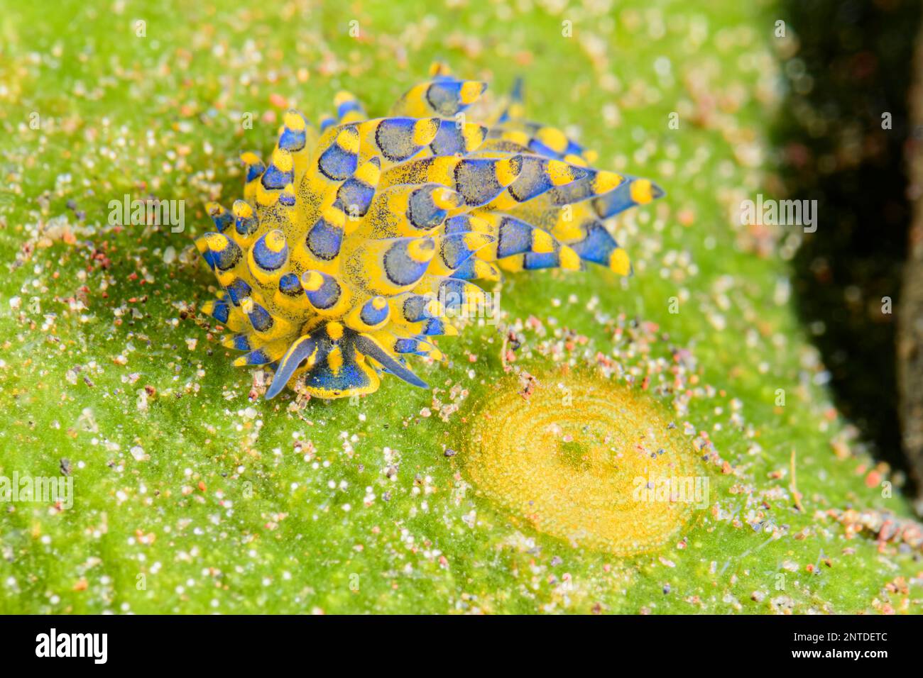 Sap sucking sea slug, Costasiella sp., with egg mass,  Tulamben, Bali, Indonesia, Pacific Stock Photo