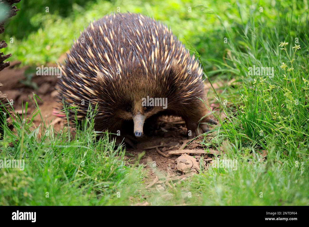 Shortbeaked Echidna (Tachyglossus aculeatus), adult, Phillip Island