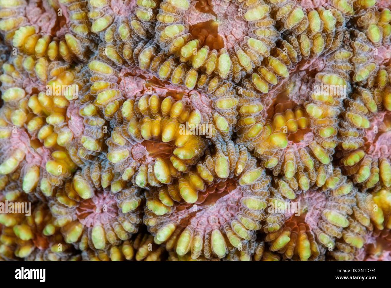 Corallites of Hard coral,  Dipsastraea sp., Tulamben, Bali, Indonesia, Pacific Stock Photo