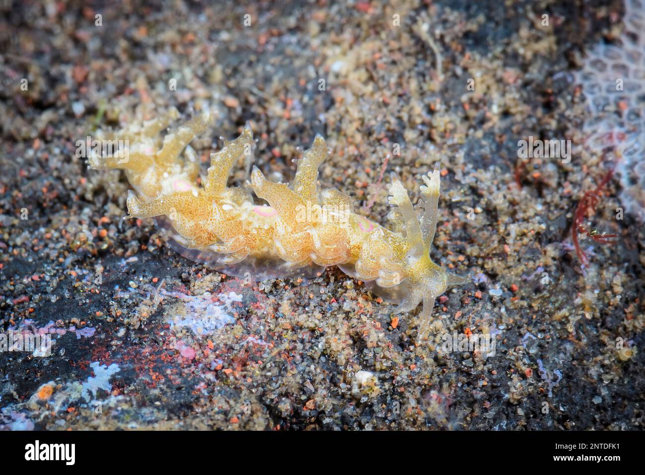 Sea slug or Nudibranch, Limenandra confusa, Tulamben, Bali, Indonesia, Pacific Stock Photo