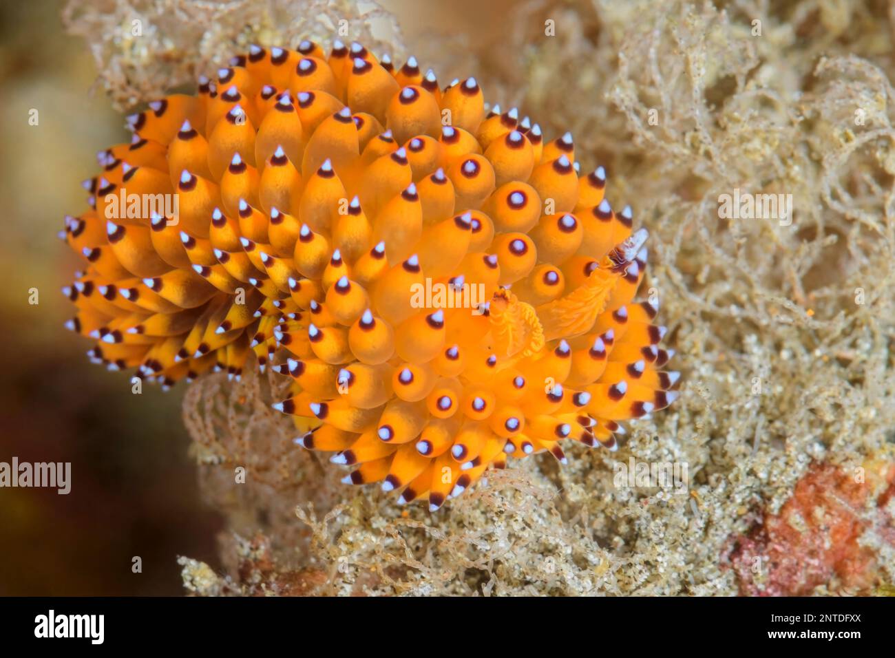 sea slug or nudibranch, Janolus sp., Padang Bai, Bali, Indonesia, Pacific Stock Photo