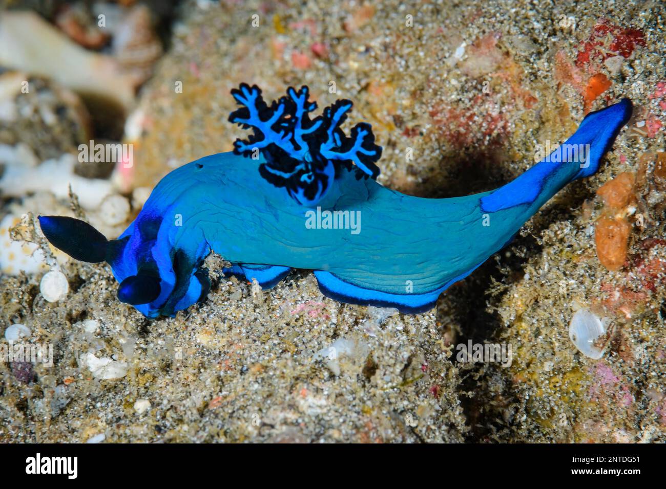 sea slug or nudibranch, Tambja morosa, Tulamben, Bali, Indonesia, Pacific Stock Photo