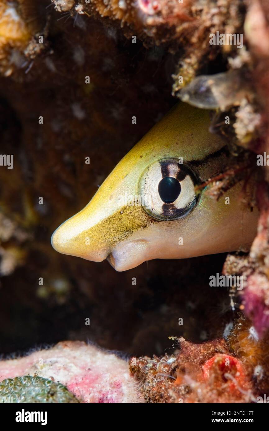 False cleanerfish, Aspidontus taeniatus, Tulamben, Bali, Indonesia, Pacific Stock Photo