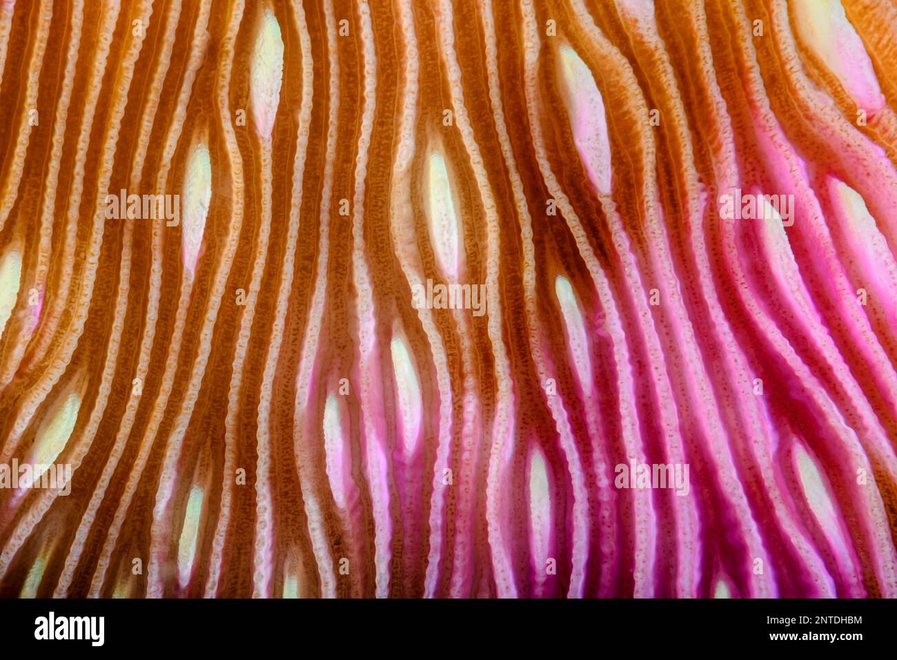 Detail, Solitary Large Polyp Stony Coral, Fungia fungites, Tulamben, Bali, Indonesia, Pacific Stock Photo
