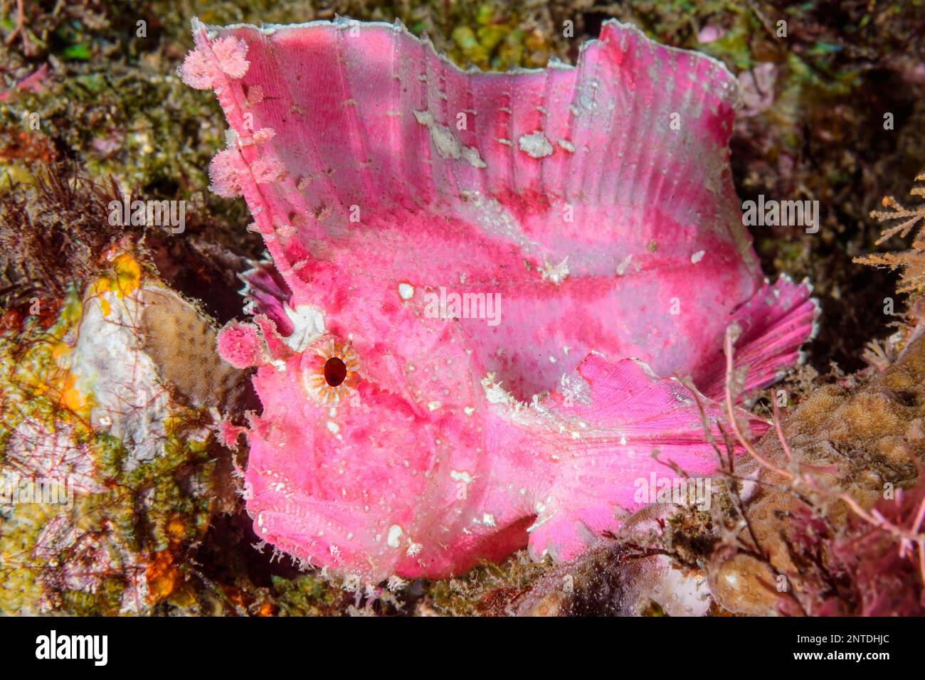 Leaf scorpionfish, Taenianotus triacanthus, Tulamben, Bali, Indonesia, Pacific Stock Photo